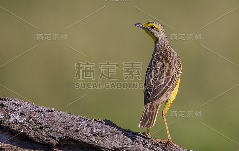 黄喉长爪(番红花)。