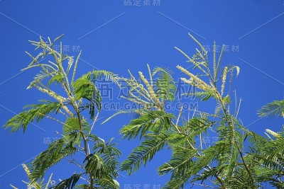 风中花