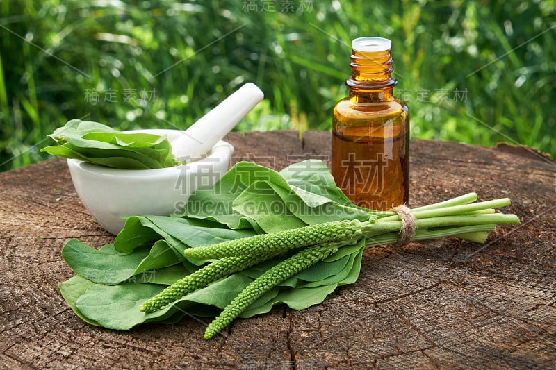 一瓶大车前草冲剂或酊剂，臼和大车前草叶。顺势疗法或草药。