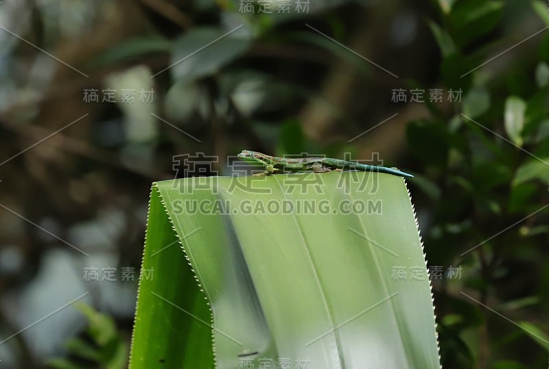 多色壁虎在Chamarel毛里求斯，印度洋，非洲