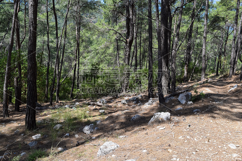 植物的土耳其。克姆地区自然。Calis Tepe(山)小径。小亚细亚特有的松林