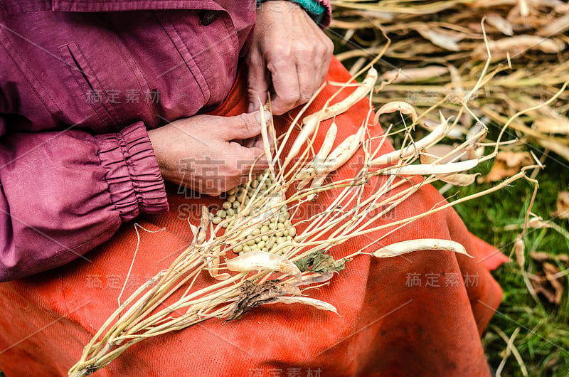 老年妇女的手取出一颗芸豆