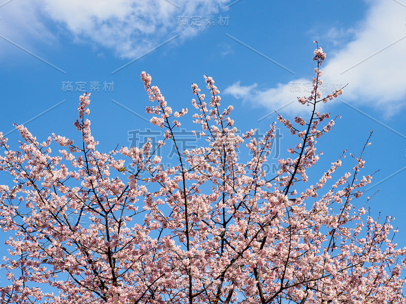 日本的樱花