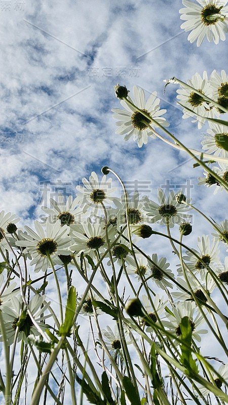 雏菊和天空