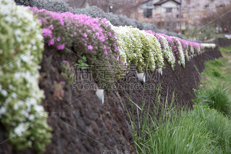 日本川口町的墙花背景