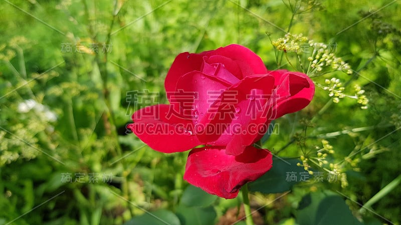 鲜红的玫瑰花与雨滴的花瓣特写在绿色模糊的背景。鲜红的玫瑰花瓣在雨后绽放。爱情和浪漫的象征。