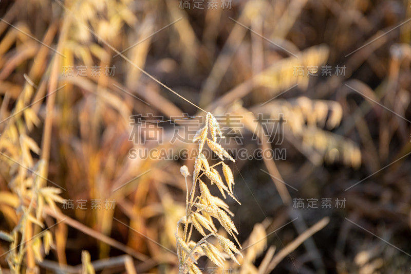 特写的燕麦覆盖霜冻在冬天