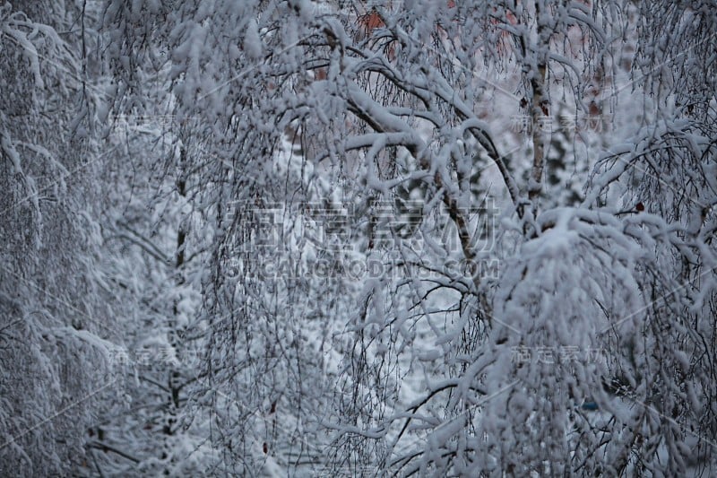 树下的雪在城市