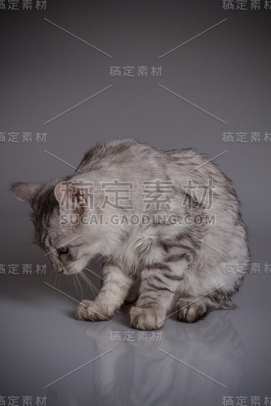 年轻的虎斑猫孤立在灰色背景