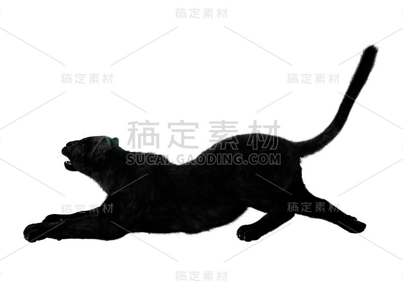 3D渲染大猫黑豹在白色