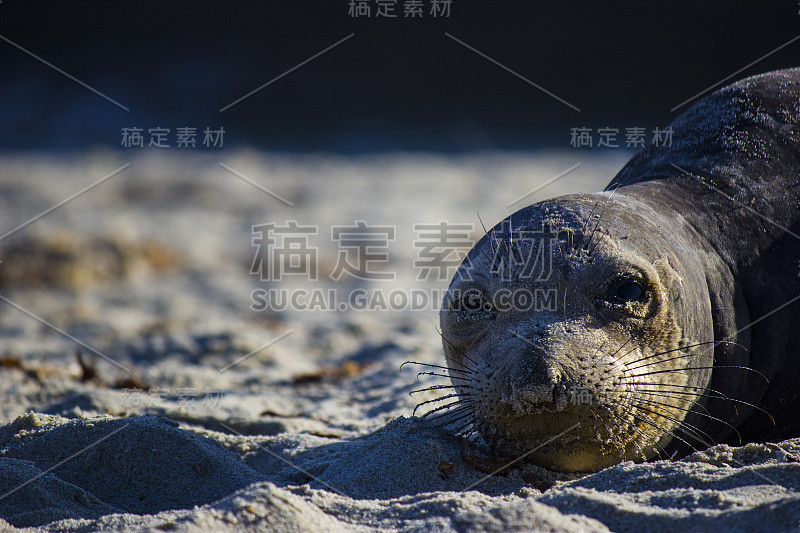 海滩上海象的特写