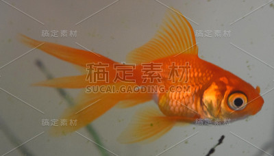 金鱼在坦克