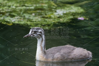 大冠毛鸊鷉- Podiceps cristatus