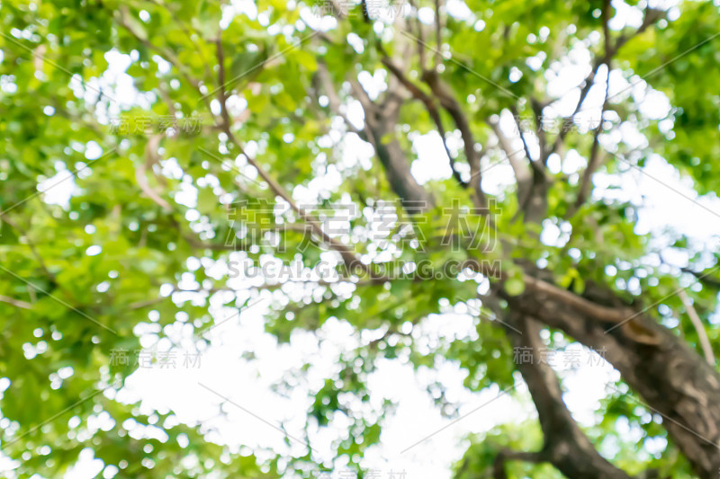 抽象的散景用夏日的阳光模糊了树木的自然背景。