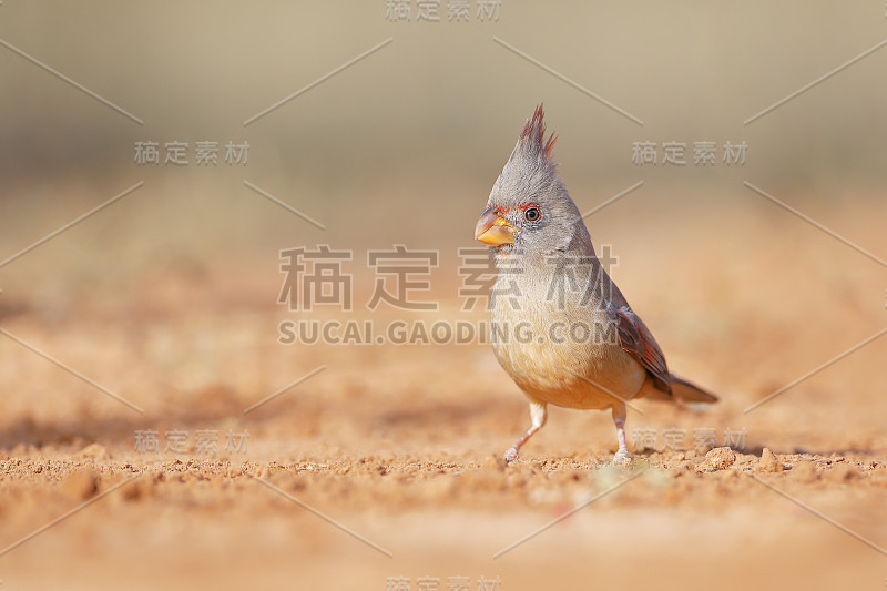 红雀(Cardinalis sinuatus)雌鸟栖息在美国德克萨斯州南部