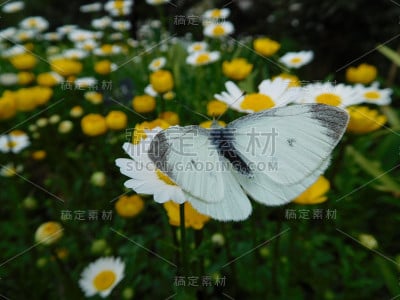 卷心菜蝴蝶正在吮吸花蜜