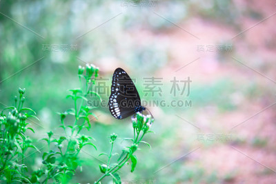 普通的乌鸦蝴蝶坐在花上喝花蜜