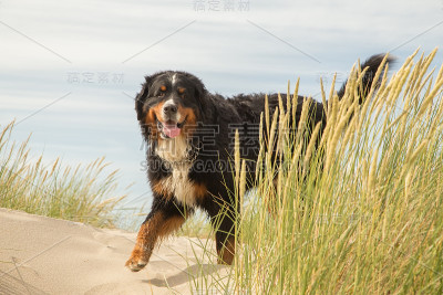 伯尔尼兹山犬