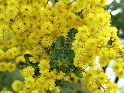 日本。2月底。春天来了。含羞草开花。