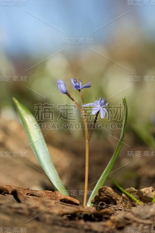 高山鹅毛笔或双叶鹅毛笔，早春紫色的花，从有两个长矛状叶子的地下球茎中生长出来，拉丁鹅毛笔