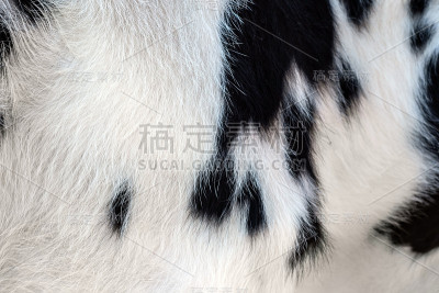 毛皮的质地
