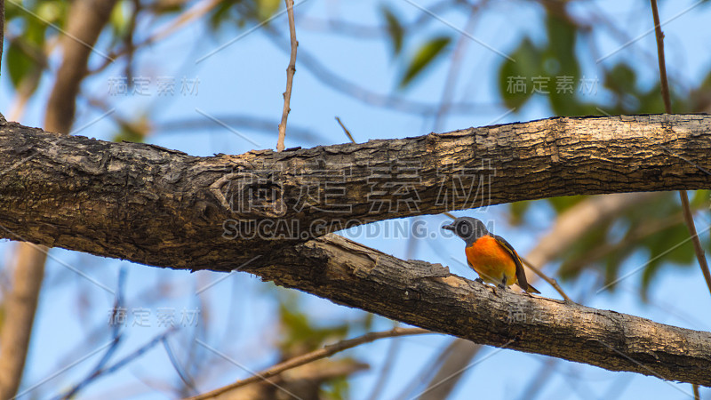 鸟(小Minivet, Pericrocotus Cinnamomeus)灰色，黑色，橙色和黄色栖息