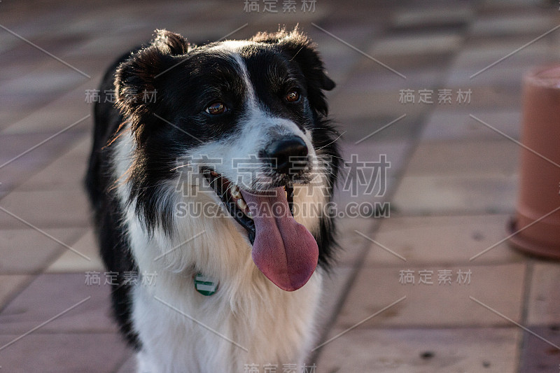 一只伸出舌头的边境牧羊犬的肖像