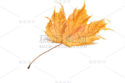 秋天的枫叶