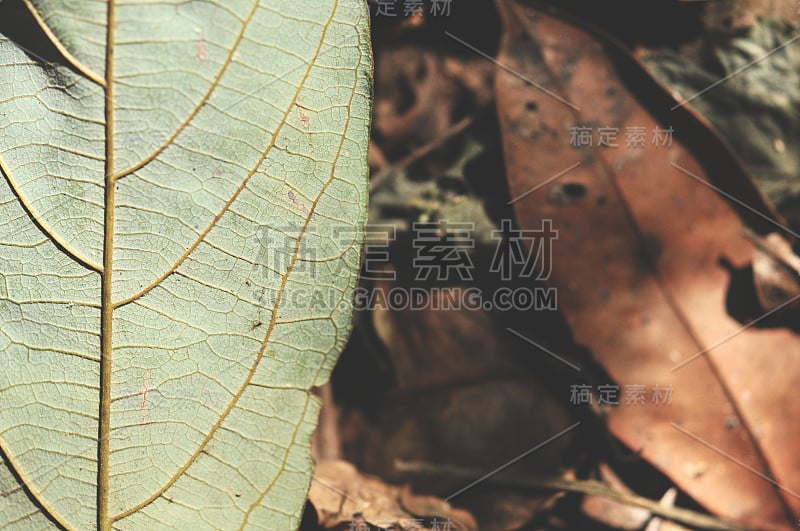 树叶在热带花园的地面上，树叶的纹理绿色，树叶在热带森林。花园和绿墙。