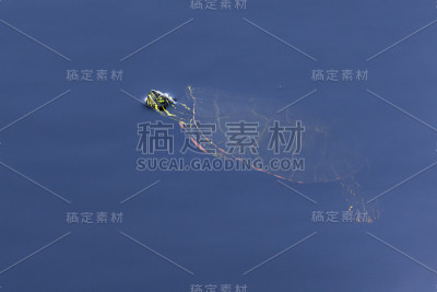 西洋彩绘龟浮