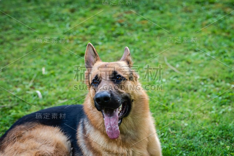 德国牧羊犬，训练活动