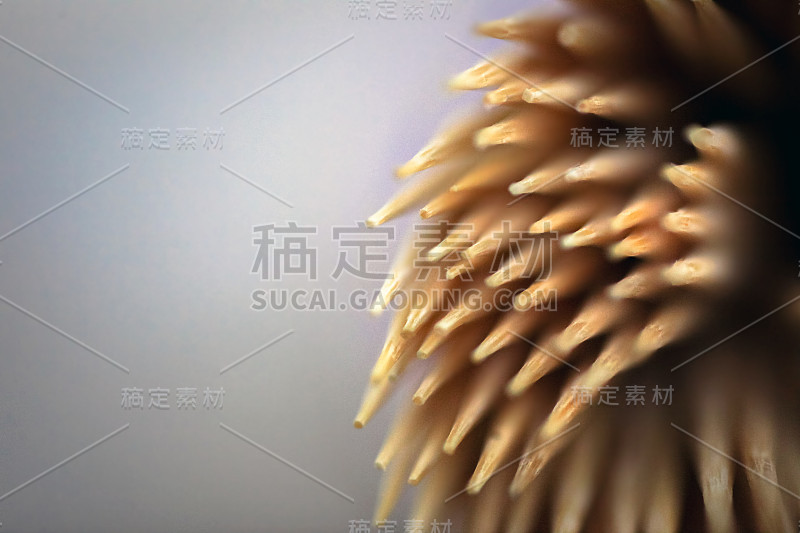 近牙签微距背景