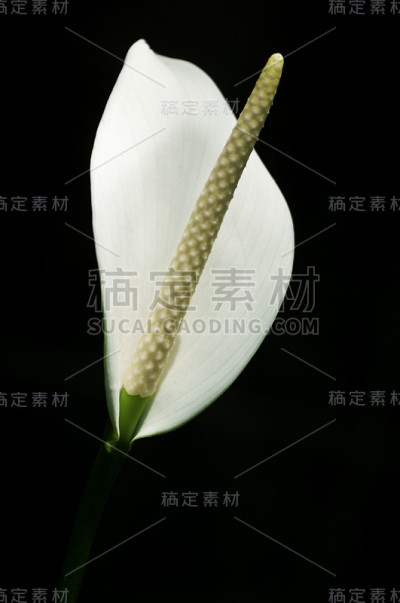 大自然中的马蹄莲