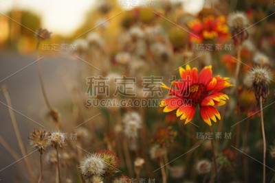 林间空地上的橘花生长在夏季的花园里。
