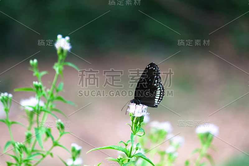 普通的乌鸦蝴蝶坐在花上喝花蜜