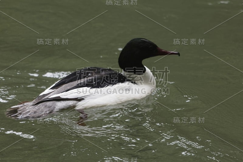 公鹅，Mergus merganser，在一条棕色的河水上