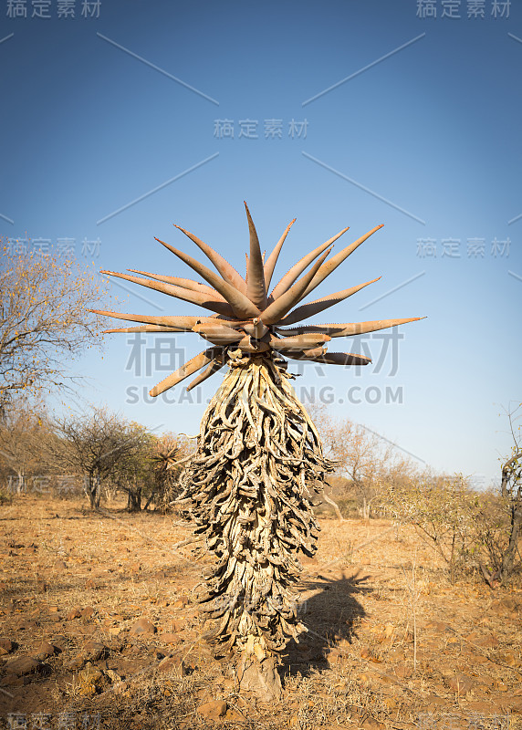 芦荟维拉树博茨瓦纳非洲