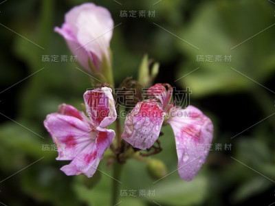 布莱特