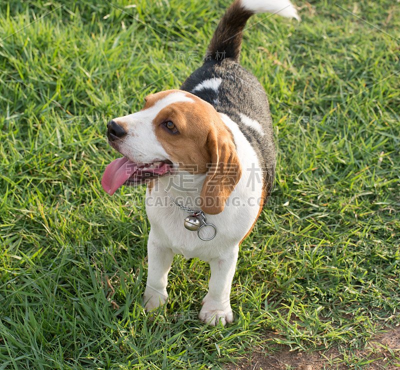 小猎犬号