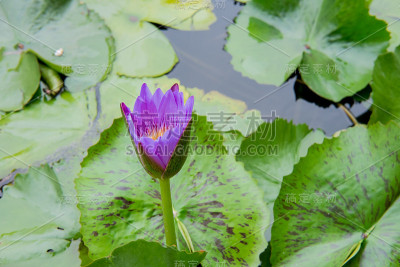 莲花