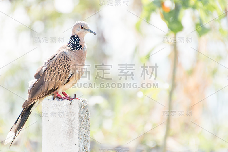 斑点鸽子站在混凝土杆子上