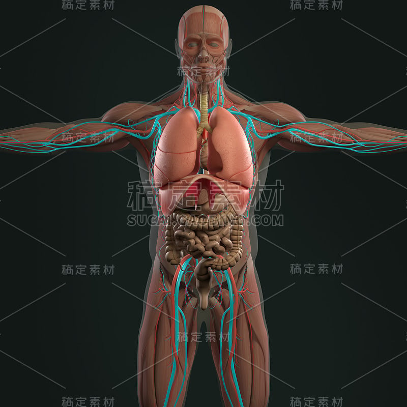 男性解剖躯干前面显示肠道在黑暗的背景。