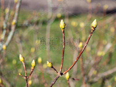春天灌木的芽