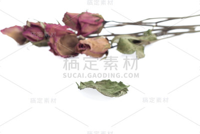 干玫瑰。