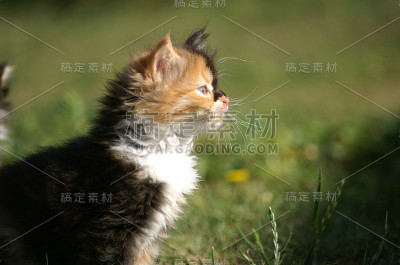 小猫