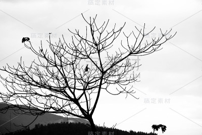 树枝剪影