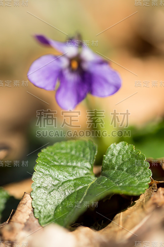 木紫罗兰(Viola odorata)或甜紫罗兰，英国紫罗兰，原产于欧洲的普通或花园紫罗兰，多年生草