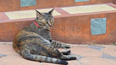 虎斑猫