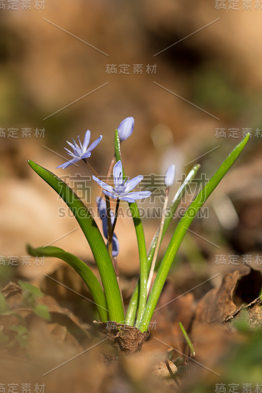 高山鹅毛笔或双叶鹅毛笔，早春紫色的花，从有两个长矛状叶子的地下球茎中生长出来，拉丁鹅毛笔