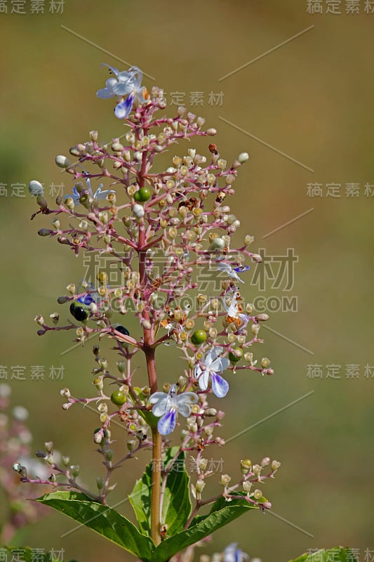 罗塞卡·塞拉塔，克莱罗德鲁姆·塞拉图姆